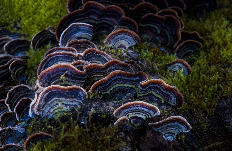 Trametes Versicolor 22-7774.jpg